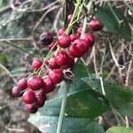 Smilax aspera Fruto