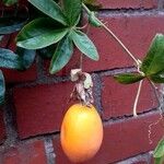 Passiflora caerulea Frucht