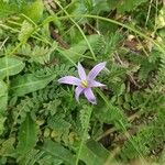 Romulea ramiflora Flor