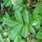 Acaena ovalifolia Blad