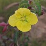 Ludwigia octovalvisFlower