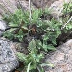 Lavandula canariensis Feuille