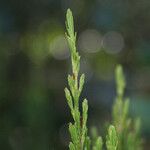 Erica arborescens Leaf