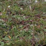 Tenaxia cumminsii Hábito