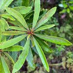 Pittosporum deplanchei Blad