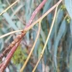 Eucalyptus camaldulensis Kůra