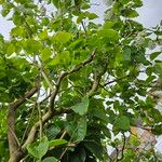 Syringa reticulata 整株植物