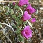 Saxifraga oppositifolia Hábito