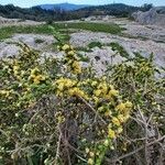 Acacia paradoxa Çiçek