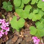 Oxalis articulata Other