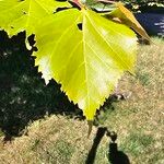 Tilia mongolica 葉