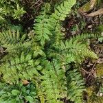 Polystichum polyblepharum Hoja