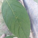 Citharexylum myrianthum Blatt