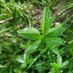 Potentilla aurea Feuille