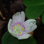 Oxalis montana 花