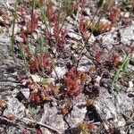 Sedum cespitosum Yeri