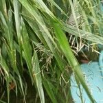 Hakonechloa macra Frunză