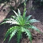 Sonchus congestus Frunză