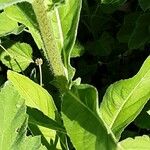 Althaea officinalis Kabuk