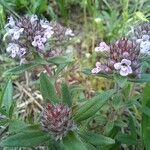 Thymus longicaulis 花