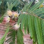 Albizia julibrissinFolha