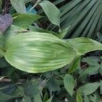Sobralia powellii Hoja