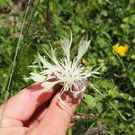 Centaurea cheiranthifoliaFlower