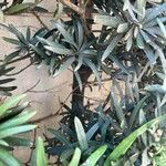 Podocarpus macrophyllus Fuelha