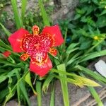 Tigridia pavonia Flower