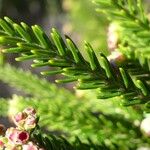 Erica reunionensis Feuille