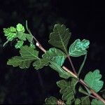 Rhus trilobata Corteccia