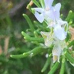Salvia rosmarinus Blodyn