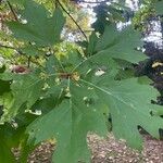 Quercus rubraLiść