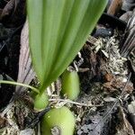 Coelogyne pallida Blad