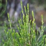 Erica arborescens Leaf