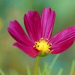 Cosmos bipinnatus Blüte