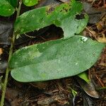 Dalbergiella welwitschii Hoja