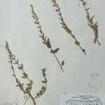 Scutellaria barbata Anders