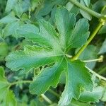 Cayaponia bonariensis Leaf