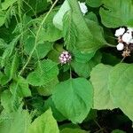 Clerodendrum chinense Flor