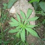 Cannabis sativa ഇല