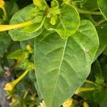 Mirabilis jalapa Lehti