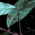 Amphirrhox longifolia Kůra