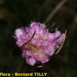 Armeria canescens Blomma