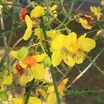 Parkinsonia aculeata Muu