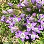 Gentianella ramosa Flower