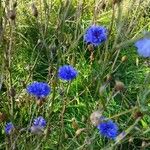 Centaurea cyanus Blomst