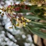 Eucalyptus ovata Flor