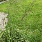 Molinia arundinacea Habitat