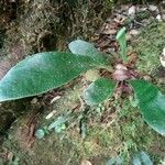 Antrophyum boryanum Hoja